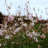 Sechs Gaura &