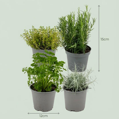 Italienische Kräutermischung – 8 Kräuterpflanzen online kaufen | Mediterrane Küchenkräuter im Ø 12 cm Topf – Wurzelwerk Design