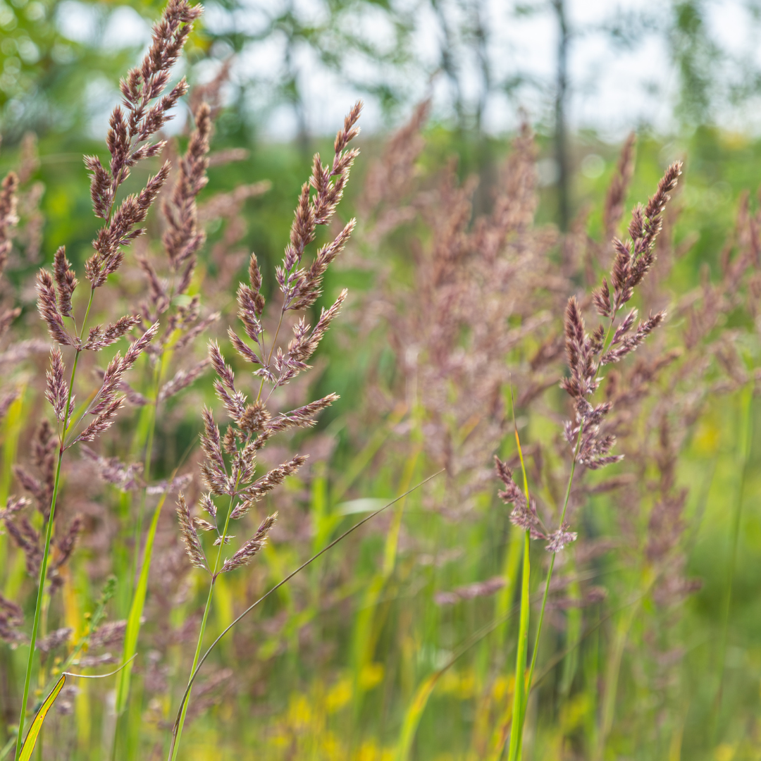 Sechs Calamagrostis brachytricha Pflanzen in Töpfen, ca. 10-25 cm hoch, mit schmalen grünen Halmen, von Everspring.