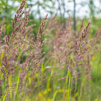 Sechs Calamagrostis brachytricha Pflanzen in Töpfen, ca. 10-25 cm hoch, mit schmalen grünen Halmen, von Everspring.