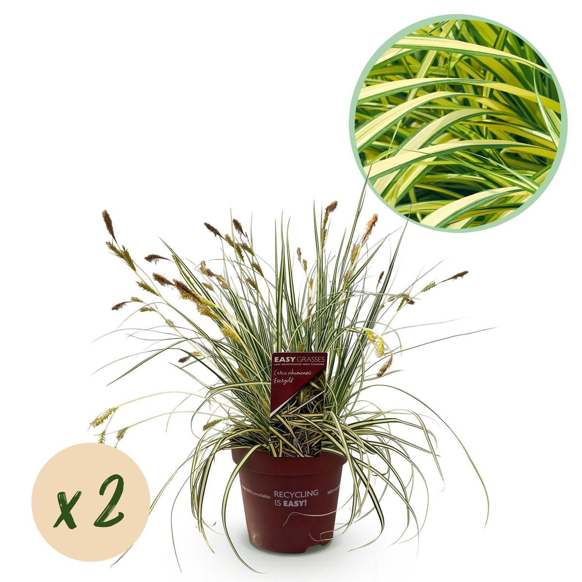 Ziergräser Carex oshimensis Evergold von Everspring, zwei Pflanzen mit gelbem und grünem Laub, in Töpfen, immergrün, pflegeleicht.