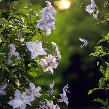Clematis Blue Angel - Blüte Licht Blau - Wenig Pflege - 2 Pflanzen - Topf 11cm Höhe 40cm