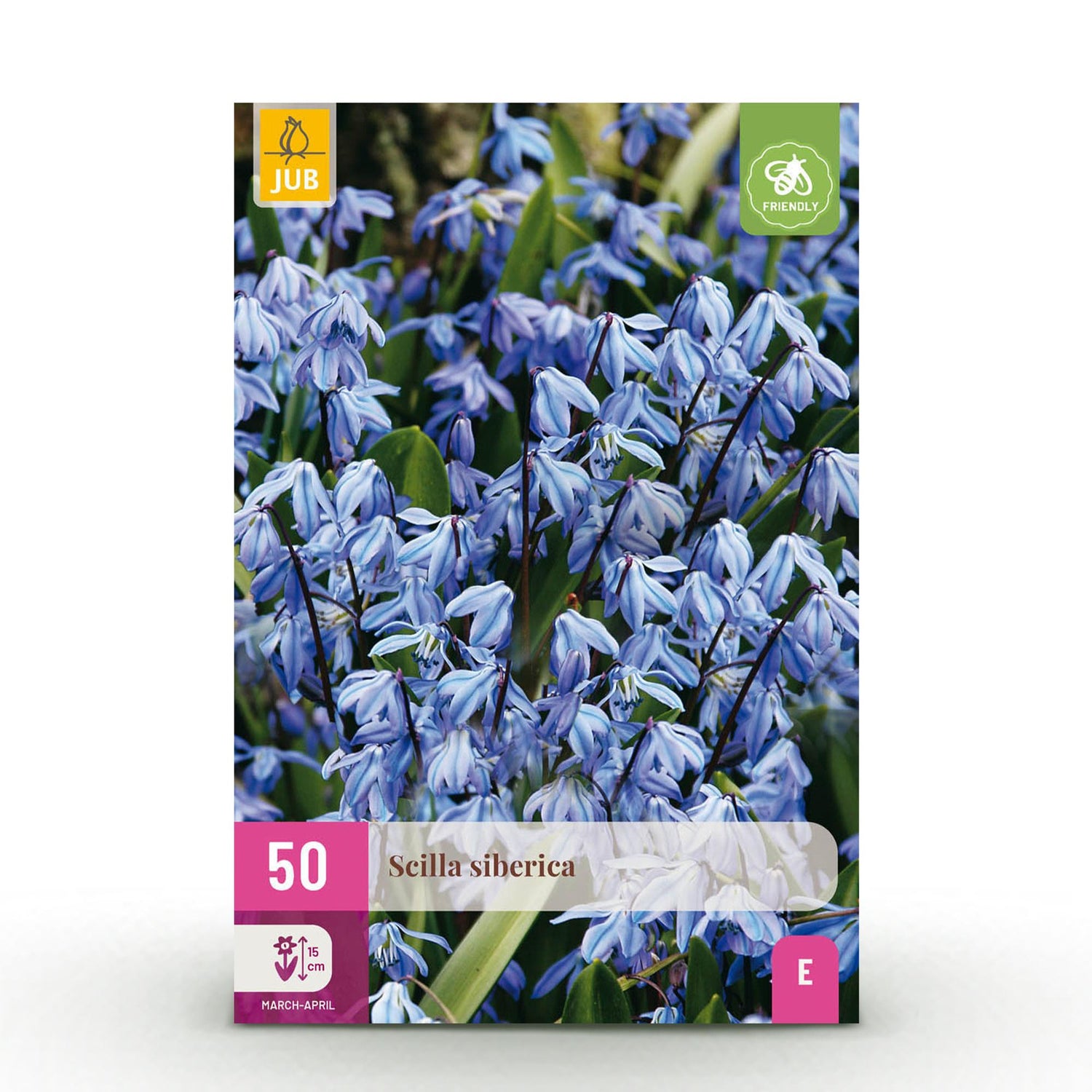 Everspring Blumenzwiebeln Scilla Siberica in Lila, 50 Stück, Zwiebelgröße 7/8, XXL Pack, frisch und bereit zum Pflanzen