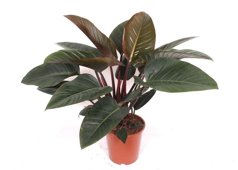 Philodendron Red Beauty - 100cm - Wurzelwerk Design