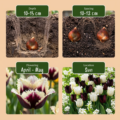 Tulpen-Mischung Breakdance – Tulipa online kaufen | 15 bis 120 Blumenzwiebeln, lebhaft &amp; kontrastreich – Wurzelwerk Design