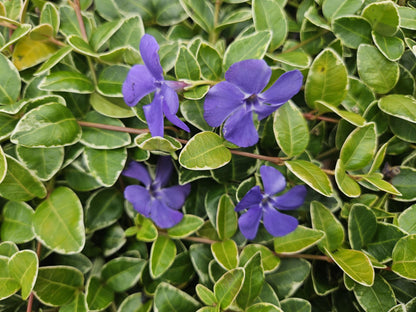 24x Vinca minor &