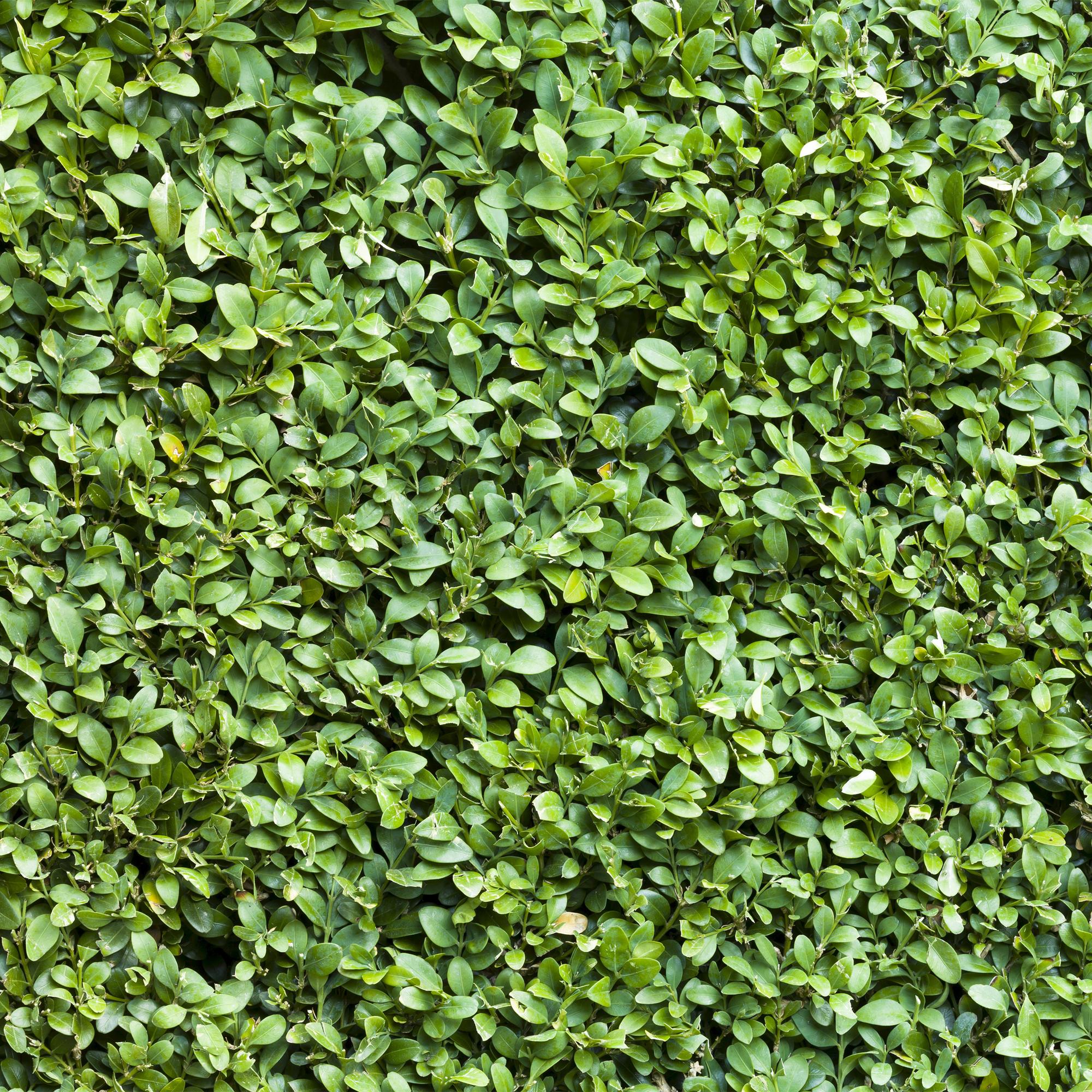 Buchsbaum – Buxus sempervirens online kaufen | 6 Pflanzen für 1 m Hecke, immergrün &amp; formschnittfest – Wurzelwerk Design