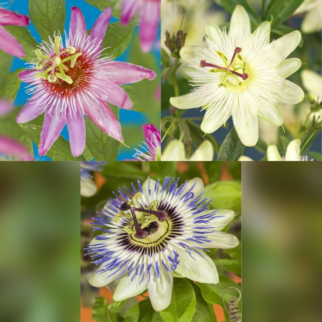 Passionsblume Passiflora Tricolour | Rosa - Weiß - Lila Blüten – 3 Pflanzen 40 cm Ø11 cm Topf - Wurzelwerk Design