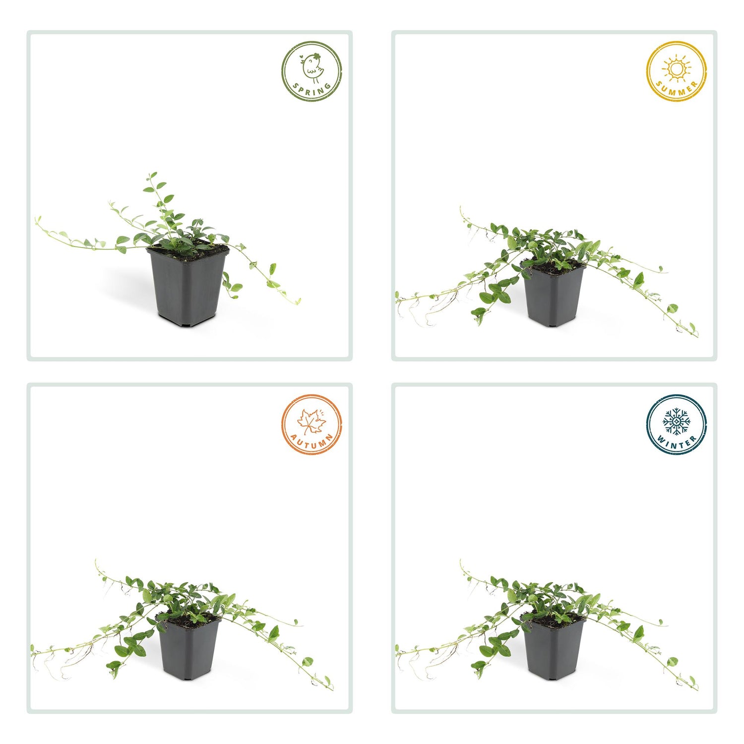 24x Vinca minor ‘Alba’ – Weißblühendes Immergrün für Beete &amp; Gehölzränder – Höhe 10–25 cm – Ø 9 cm