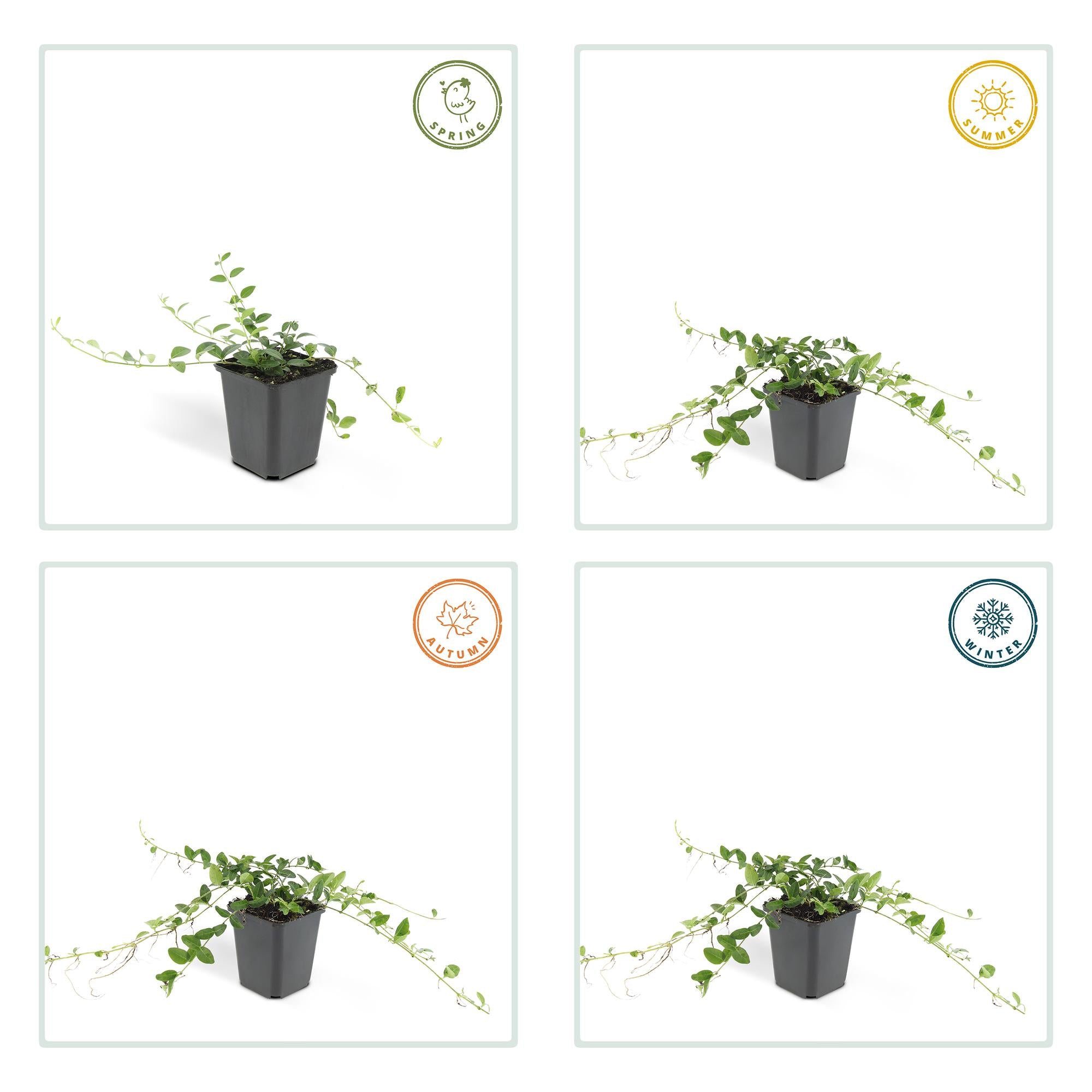 24x Vinca minor ‘Alba’ – Weißblühendes Immergrün für Beete &amp; Gehölzränder – Höhe 10–25 cm – Ø 9 cm