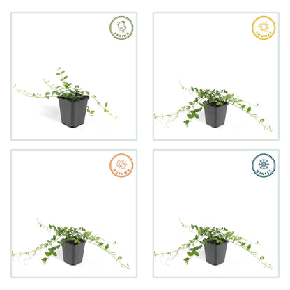 24x Vinca minor ‘Alba’ – Weißblühendes Immergrün für Beete &amp; Gehölzränder – Höhe 10–25 cm – Ø 9 cm