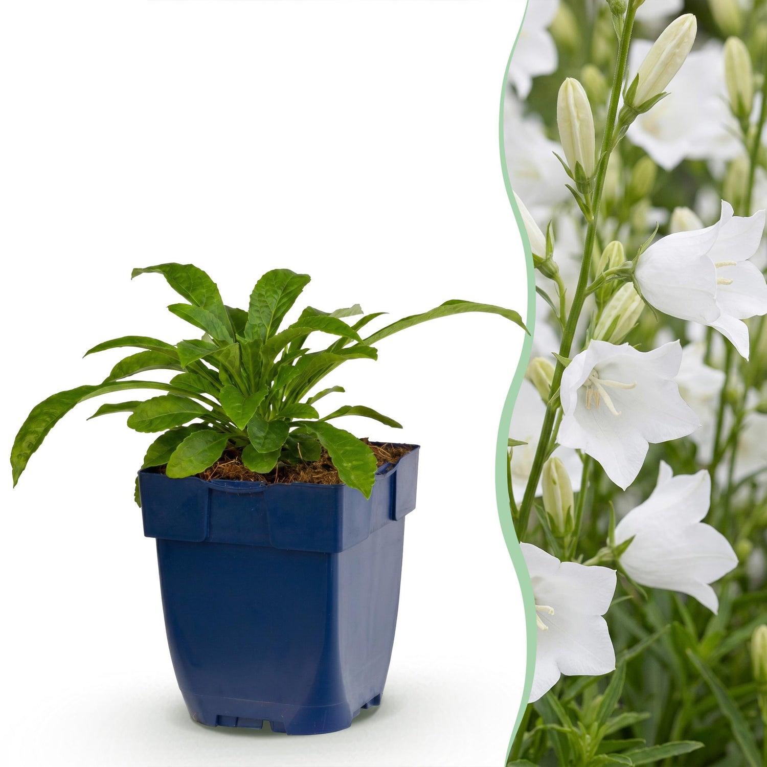 Weiße Glockenblume kaufen | Campanula Alba – 6er-Set