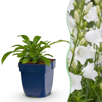 Weiße Glockenblume kaufen | Campanula Alba – 6er-Set