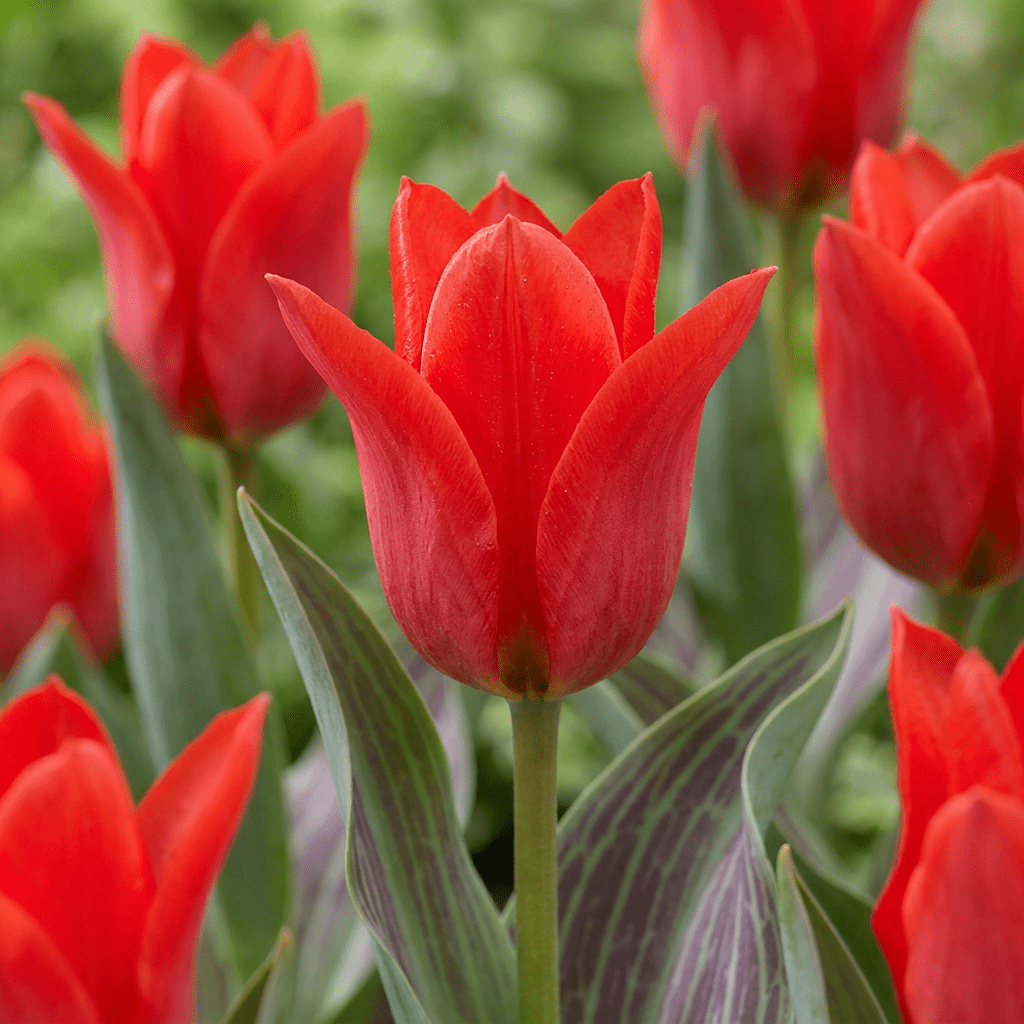 Greigii-Tulpe Rot – Tulipa greigii online kaufen | 30 bis 120 Blumenzwiebeln, niedrig &amp; verwildernd – Wurzelwerk Design - Wurzelwerk Design