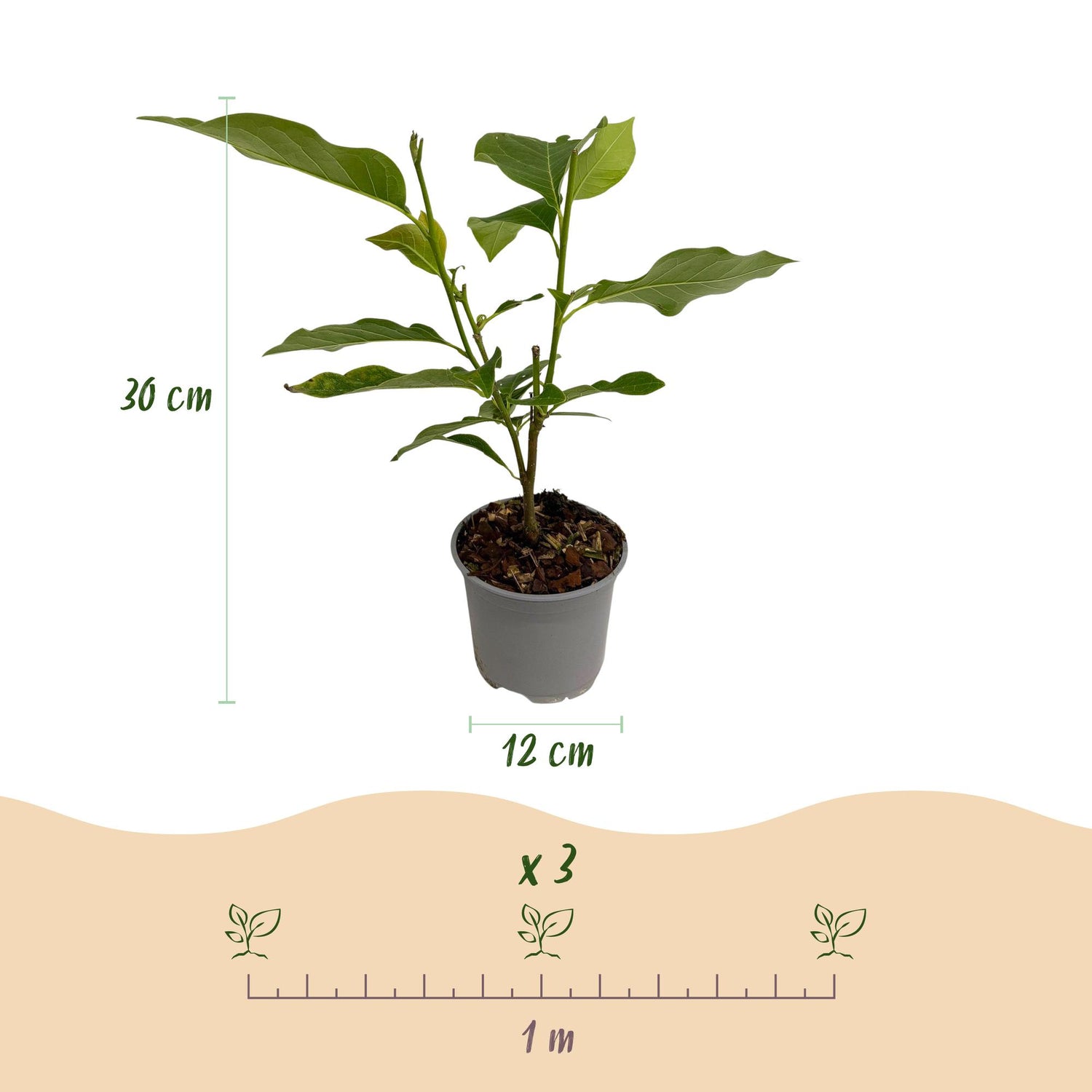Magnolia stellata ‘Royal Star’ – Weiße Sternmagnolie, blühende Pflanze, 30 cm groß, von Everspring, mit weißen Blüten und zarten Zweigen