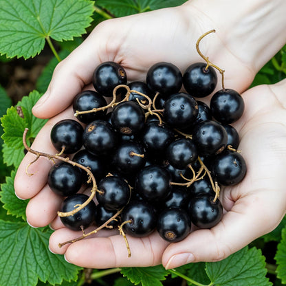 Ribes Jostabes - Winterhart - 3 Pflanzen - Topf 9 cm - Schwarze Johannisbeere – Gartenpflanze im Topf, ideal für Beet, Balkon oder Terrasse