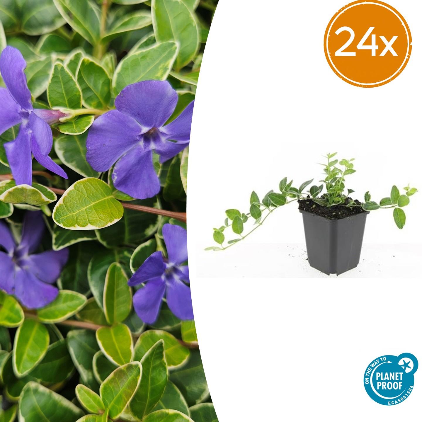 24x Vinca minor &