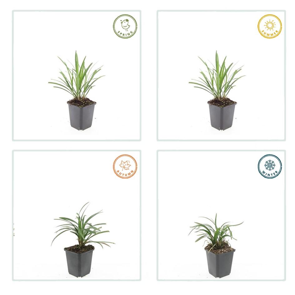 24x Liriope muscari &