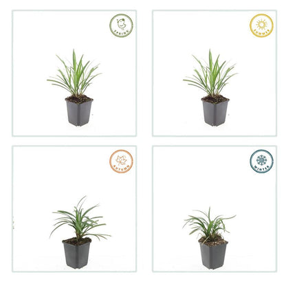 24x Liriope muscari &