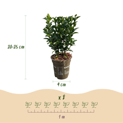Grüne Heckenpflanzen Euonymus japonica Green Spire von Everspring, 8 Topf-Pflanzen, immergrün, 20-25cm hoch, 1 laufender Meter