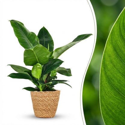 Philodendron Imperial Green kaufen | Topf Ø 19 cm, Höhe 65 cm
