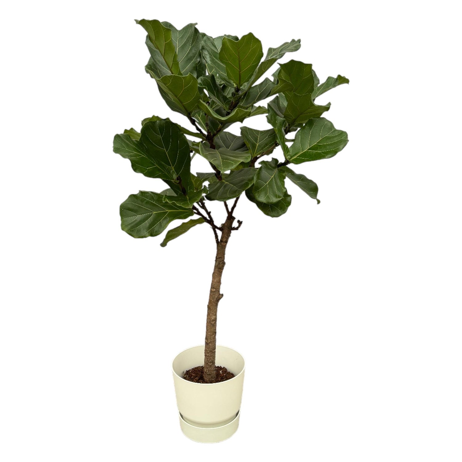 Ficus Lyrata mit Topf – Elegante Geigenfeige für Innen