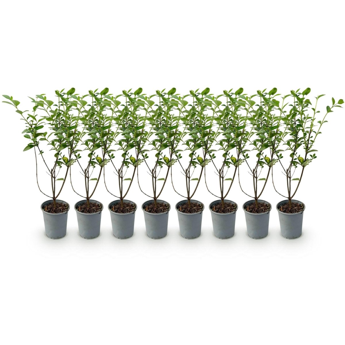 Ligustrum ovalifolium – 8 Pflanzen für 1 m Hecke | Immergrün &amp; schnittfest - Wurzelwerk Design