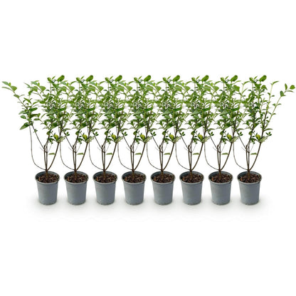 Ligustrum ovalifolium – 8 Pflanzen für 1 m Hecke | Immergrün &amp; schnittfest - Wurzelwerk Design
