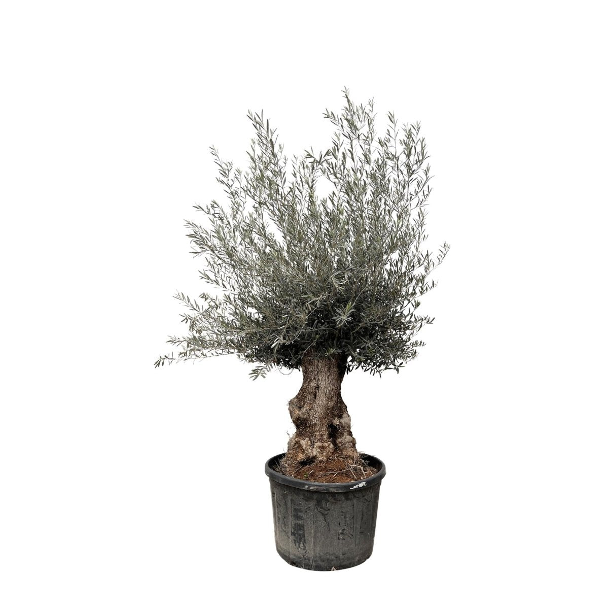 Olivenbaum Bonsai kaufen – Olea europaea Bonsai, 220–250 cm, Mediterran - Wurzelwerk Design