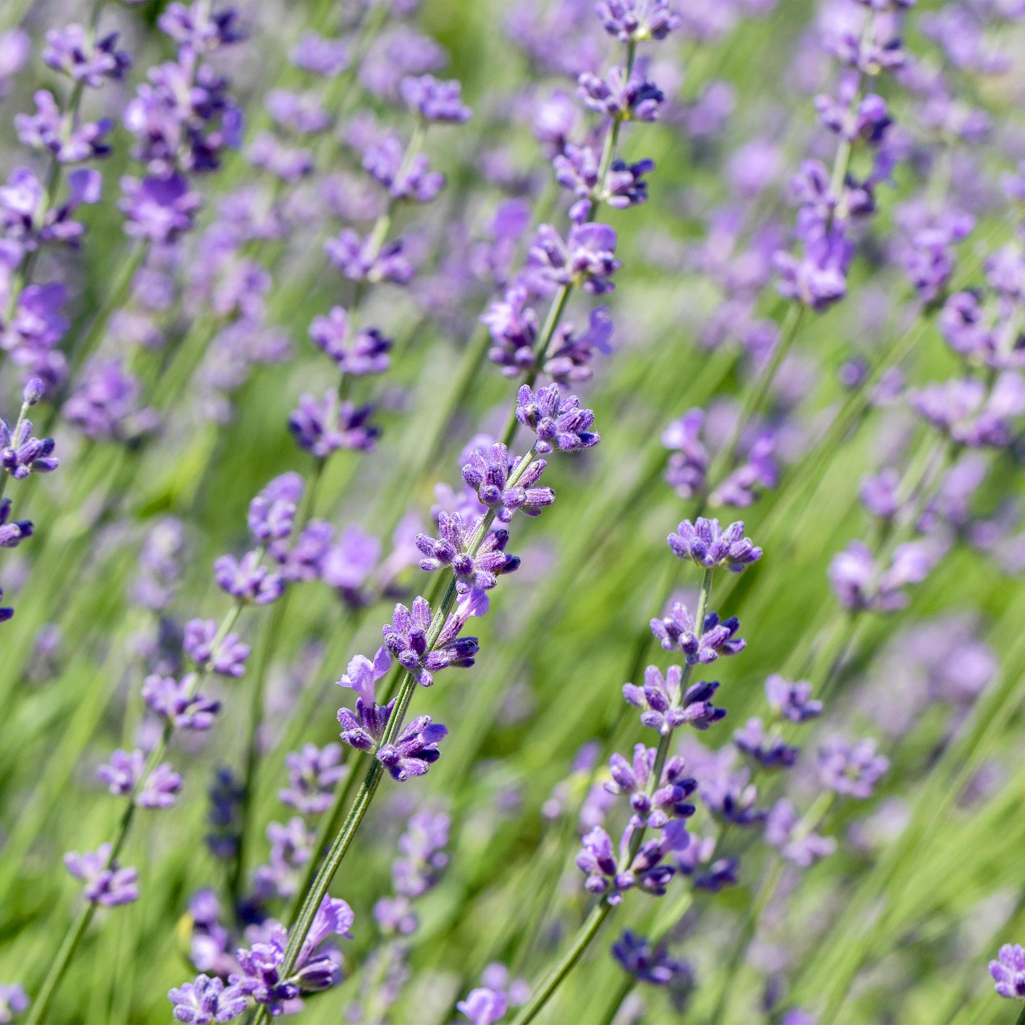 Lavendel Hidcote – Lavandula angustifolia online kaufen | 6 Pflanzen für 1 m Hecke, dunkelviolett &amp; bienenfreundlich – Wurzelwerk Design