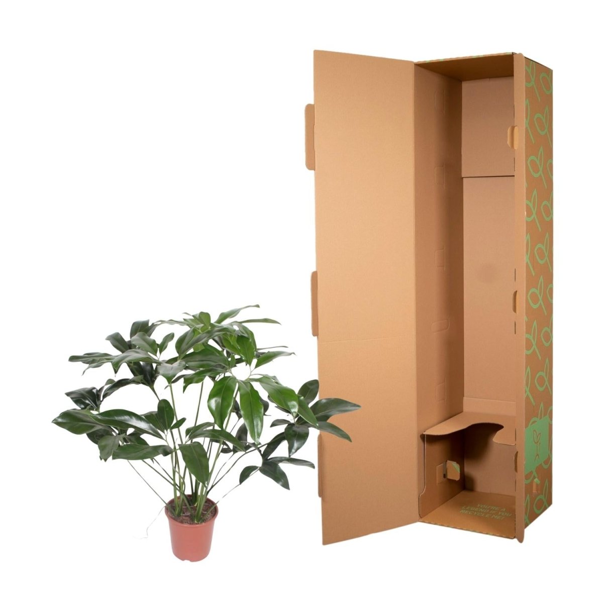 Philodendron Green Wonder | Exotische Zimmerpflanze mit großen Blättern – Immergrün &amp; Pflegeleicht - Wurzelwerk Design