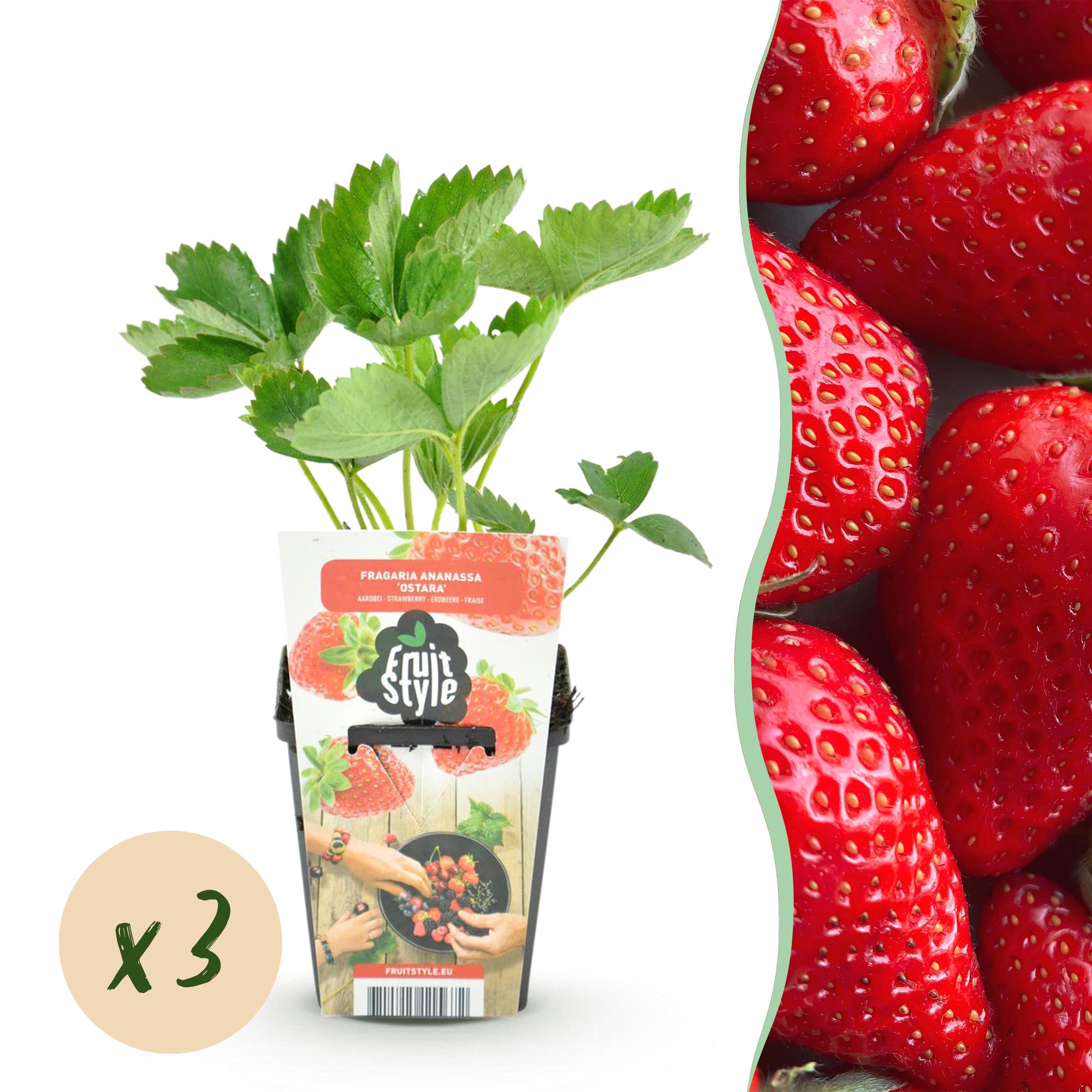 Erdbeere Fragaria &
