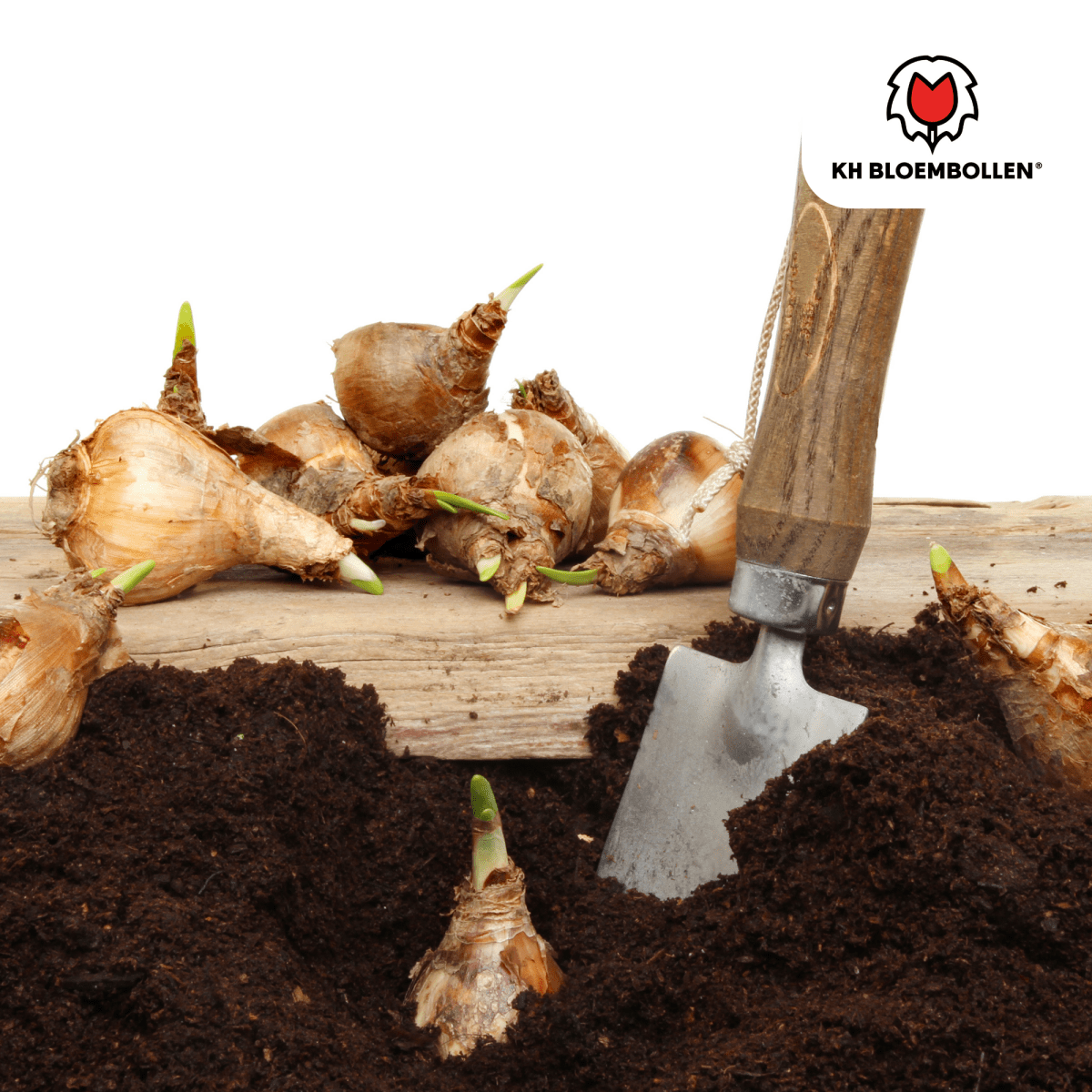 Narzissen Head to Head – 25 Stück | Früh &amp; bienenfreundlich - Wurzelwerk Design