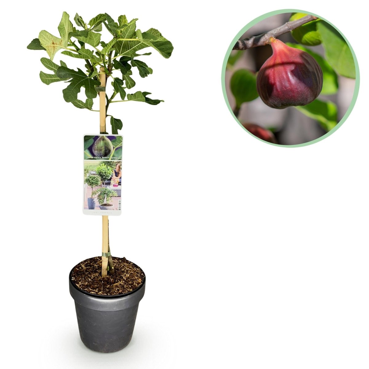 Feigenbaum Ficus carica Brown Turkey - Höhe 90cm - Wurzelwerk Design
