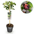 Feigenbaum Ficus carica Brown Turkey - Höhe 90cm - Wurzelwerk Design
