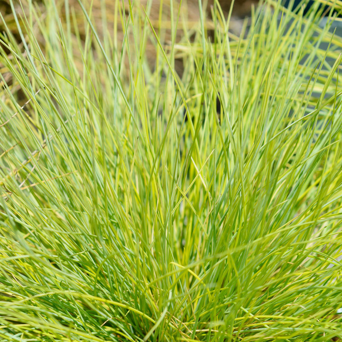 Vier Everspring Ziergräser Festuca glauca Golden Toupee im Topf, gelb, immergrün, pflegeleicht, ca. 50cm hoch.