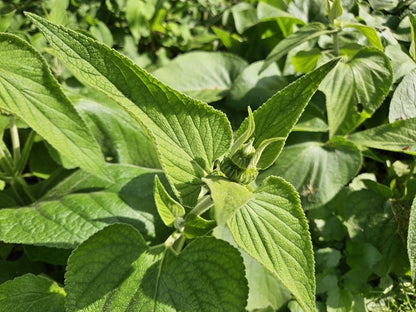 Phlomis russeliana – 24 Pflanzen Ø 9 cm Höhe 10–25 cm – Goldschopf - Brandkraut | Winterharte Staude für Sonne &amp; Halbschatten - Wurzelwerk Design