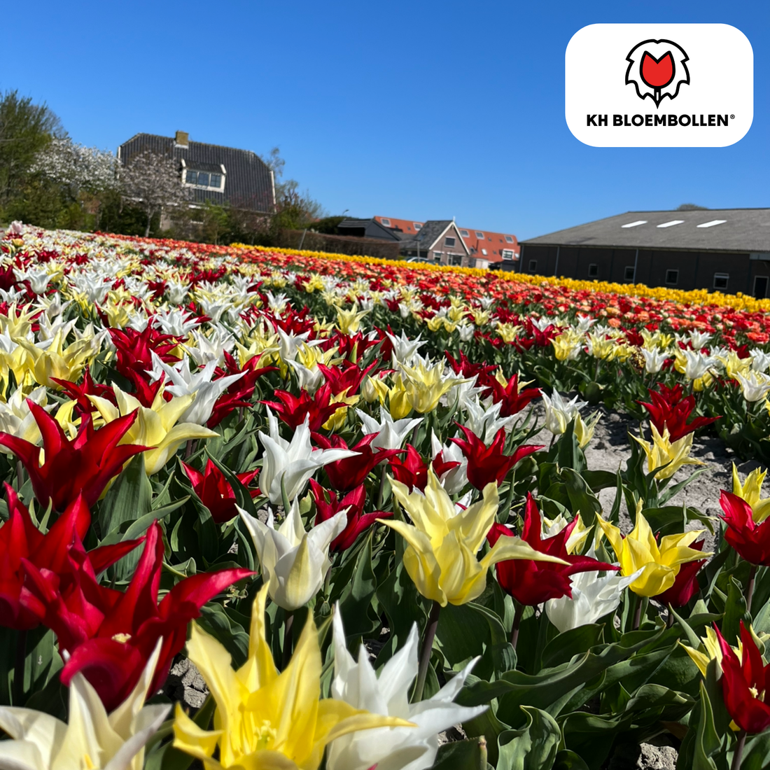 Bunte Tulpenzwiebeln Tres Chic Mix von Everspring, 20 Stück, stilvoll und edel, zum Pflanzen in Garten oder Beeten