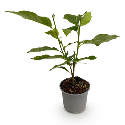 Everspring Magnolia sieboldii Pflanze, 30 cm hoch, in Topf mit 12 cm Durchmesser, weiße und rote Blüten, Gartenpflanze