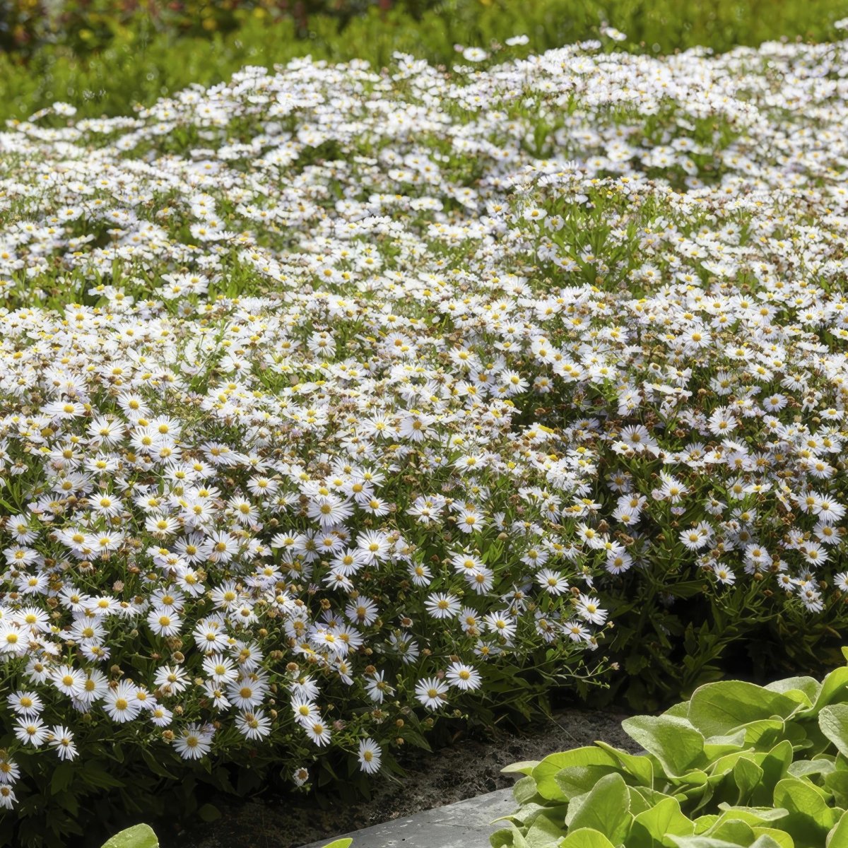 24x Aster ageratoides ‘Ashvi’ – Herbst - Aster mit zarten Blüten – Höhe 10–25 cm – Ø 9 cm - Wurzelwerk Design