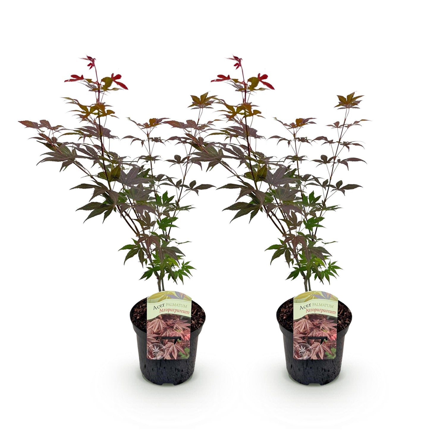 Japanischer Ahorn Acer palmatum Atropurpureum in lila, 2 Pflanzen, laubabwerfend, in Töpfen, Höhe ca. 70cm, von Everspring