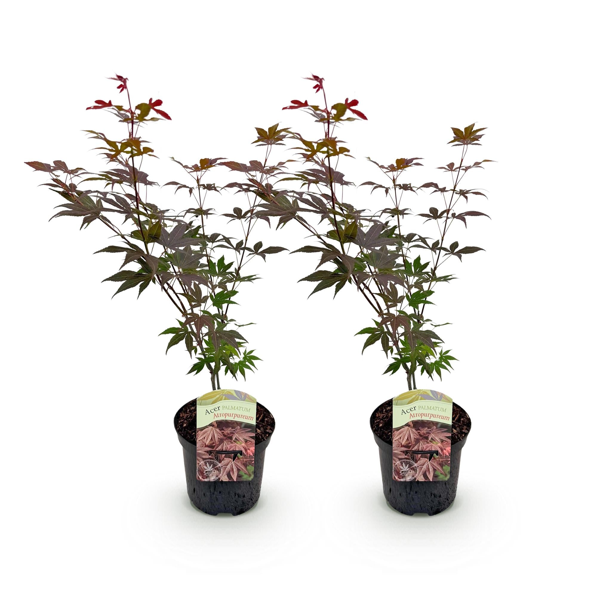 Japanischer Ahorn Acer palmatum Atropurpureum in lila, 2 Pflanzen, laubabwerfend, in Töpfen, Höhe ca. 70cm, von Everspring