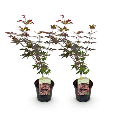 Japanischer Ahorn Acer palmatum Atropurpureum in lila, 2 Pflanzen, laubabwerfend, in Töpfen, Höhe ca. 70cm, von Everspring