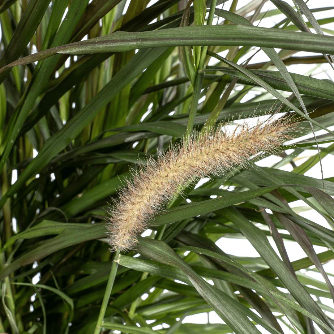 Lampenputzergras Pennisetum x advena &