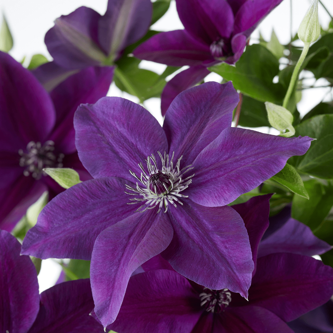Clematis Double Up kaufen | Masa + Bernadine – Topf Ø 23 cm - Wurzelwerk Design
