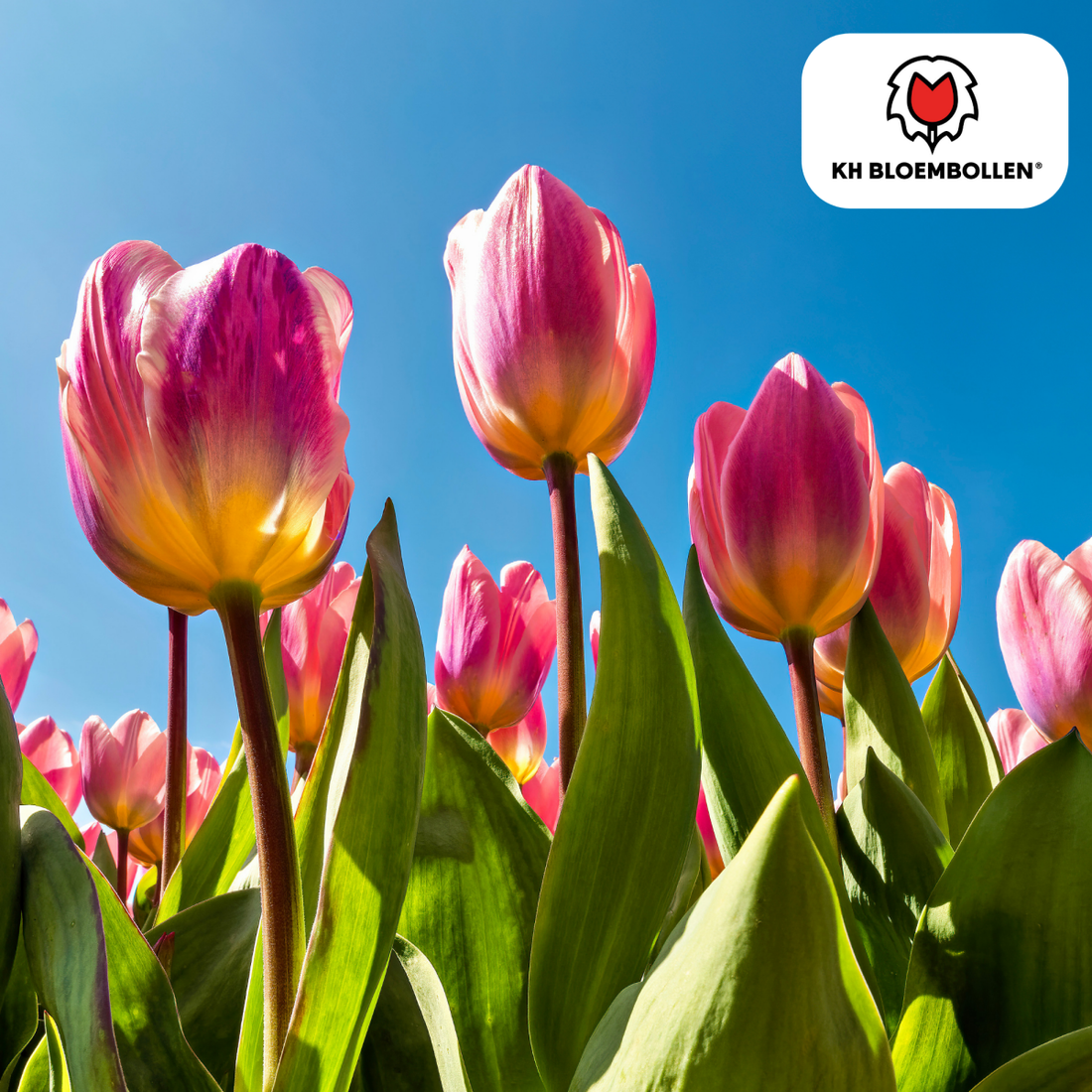 Leichte &amp; verträumte Tulpen – 20er - Pack | Pastell - Mischung - Wurzelwerk Design