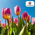 Leichte & verträumte Tulpen – 20er - Pack | Pastell - Mischung - Wurzelwerk Design