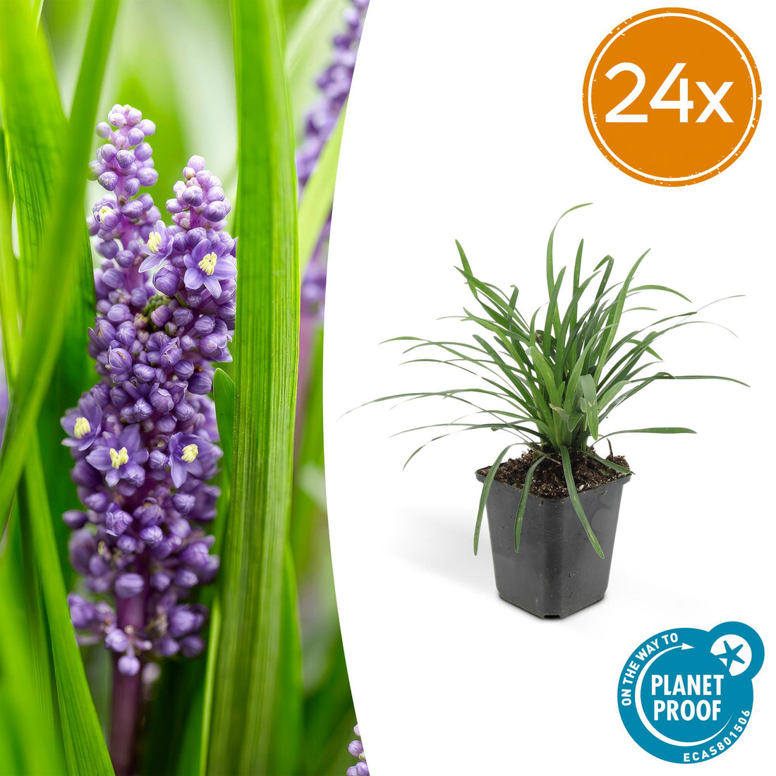 Liriope muscari &