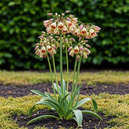 Blumenzwiebeln Allium Siculum | 30 Stück Rosa – Zwiebelgröße 8/10 – XXL Pack - Wurzelwerk Design