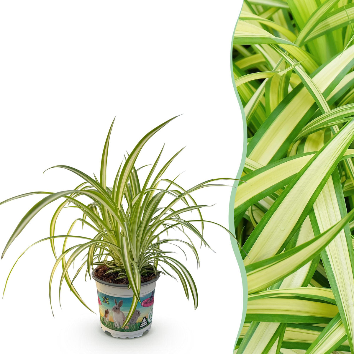 Bunte Graslilie Chlorophytum comosum Variegatum in Topf, 20cm hoch, grüne und weiße variegierte Blätter, Zimmerpflanze